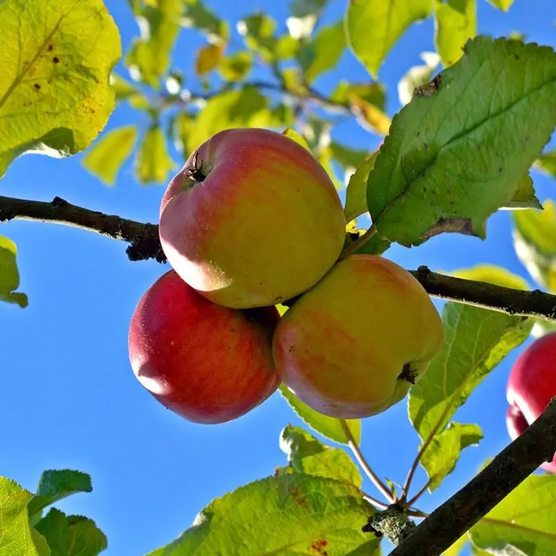 Apfelbaum 'Ambrosia'