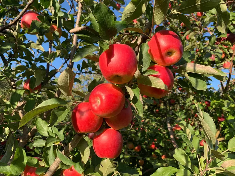 Apfelbaum 'Ambrosia' 2