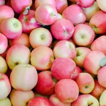 Apfelbaum 'Ambrosia'