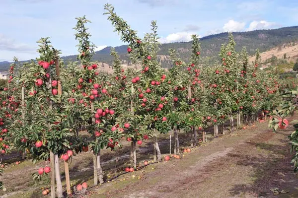 Apfelbaum 'Ambrosia'