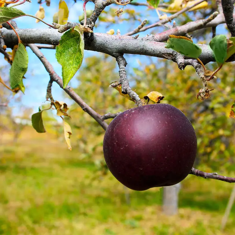 Apfelbaum 'Arkansas Black'