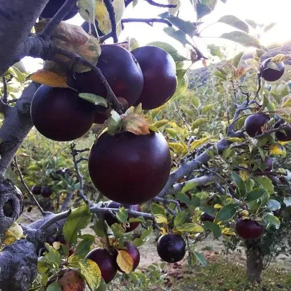 Apfelbaum 'Arkansas Black' 2