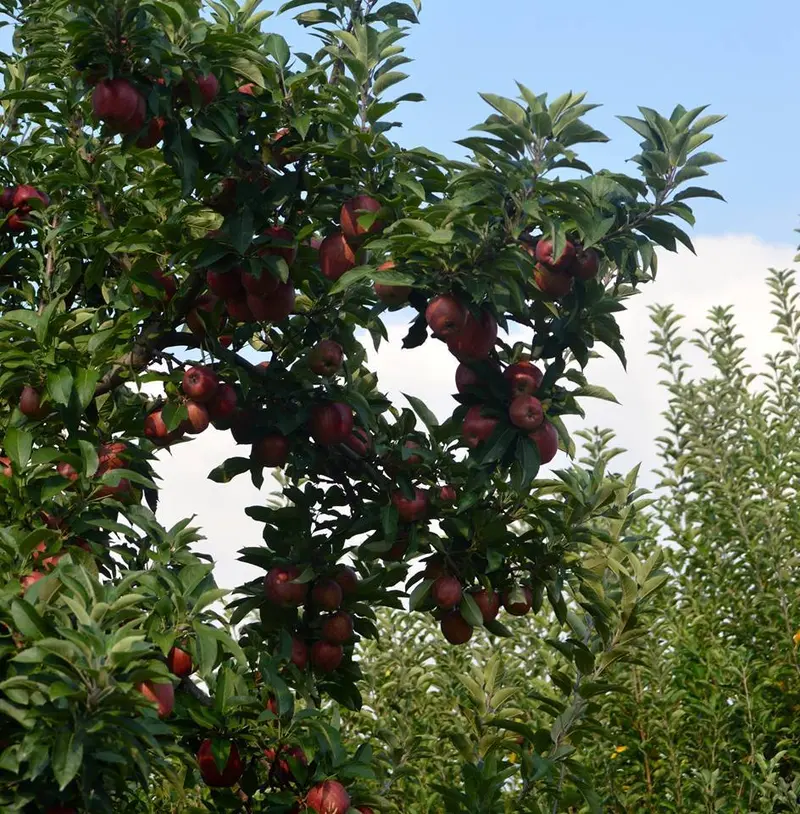 Apfelbaum 'Arkansas Black'