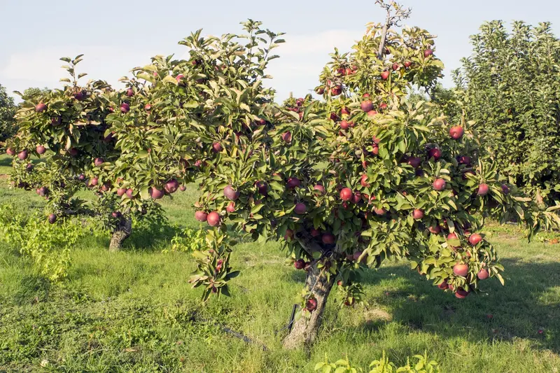 Apfelbaum 'Arkansas Black'