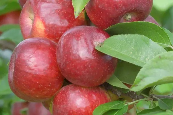 Apfelbaum 'Frost Bite' 2