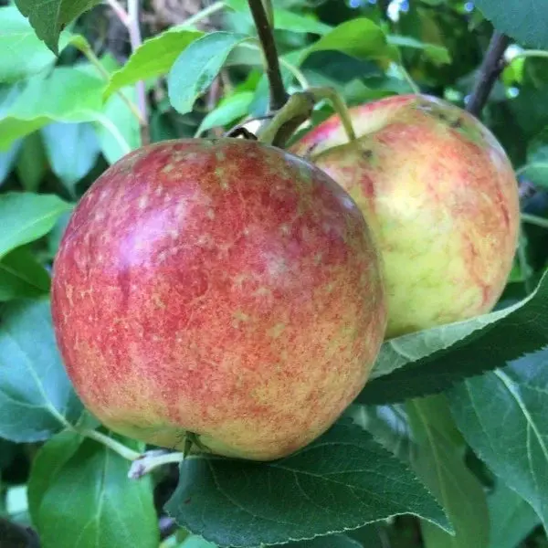 Apfelbaum 'Frost Bite'