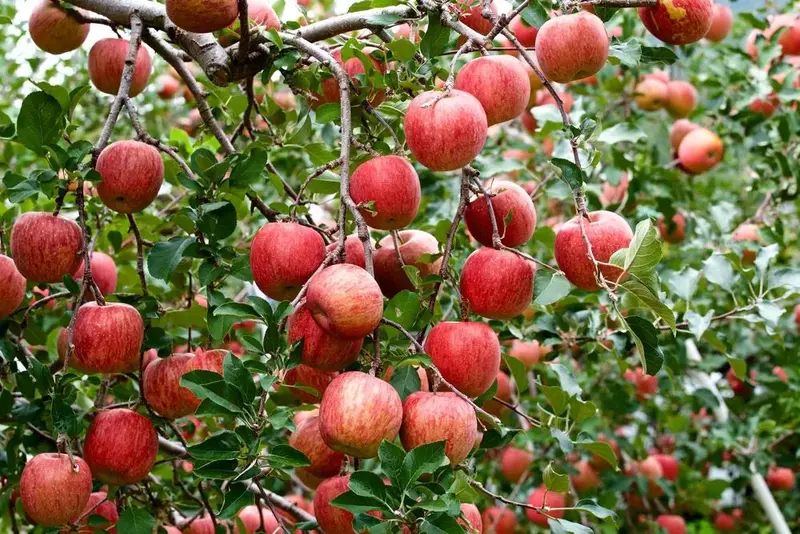 Apfelbaum 'Fuji'