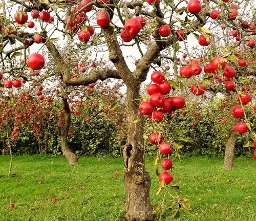 Apfelbaum 'Fuji'