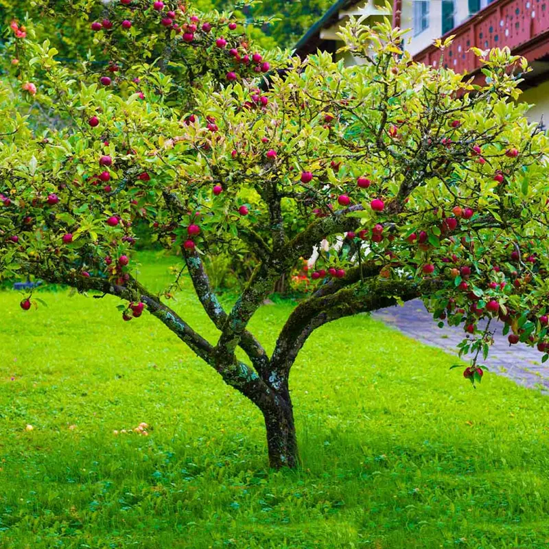 Apfelbaum 'Fuji'
