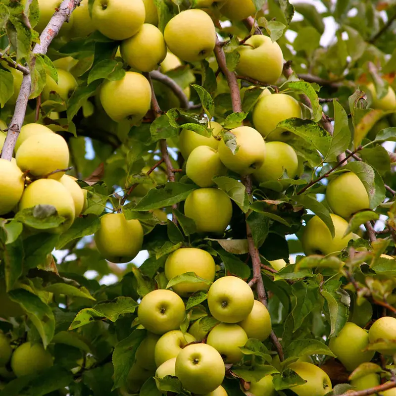 Apfelbaum 'Golden Delicious'