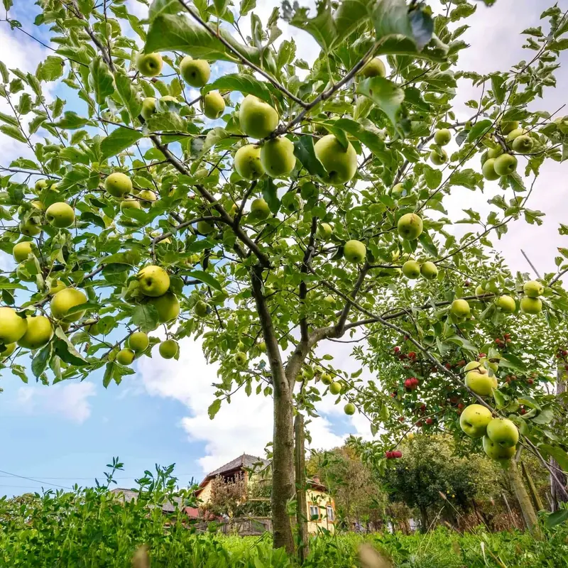 Apfelbaum 'Golden Delicious' 2