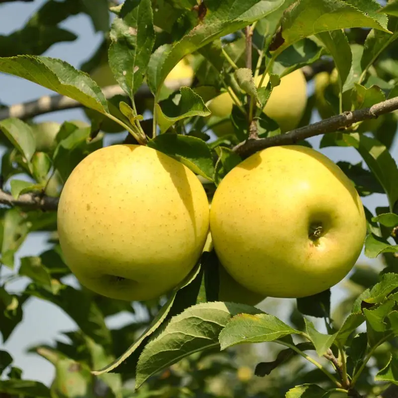 Apfelbaum 'Golden Delicious'