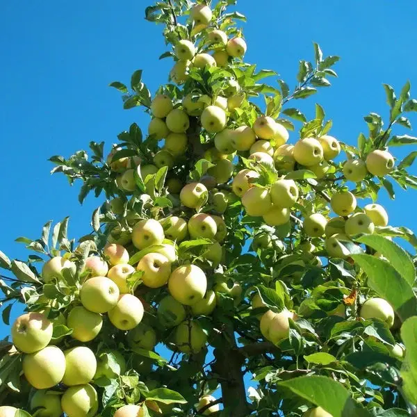 Apfelbaum 'Golden Delicious'