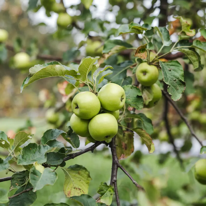 Apfelbaum 'Granny Smith'