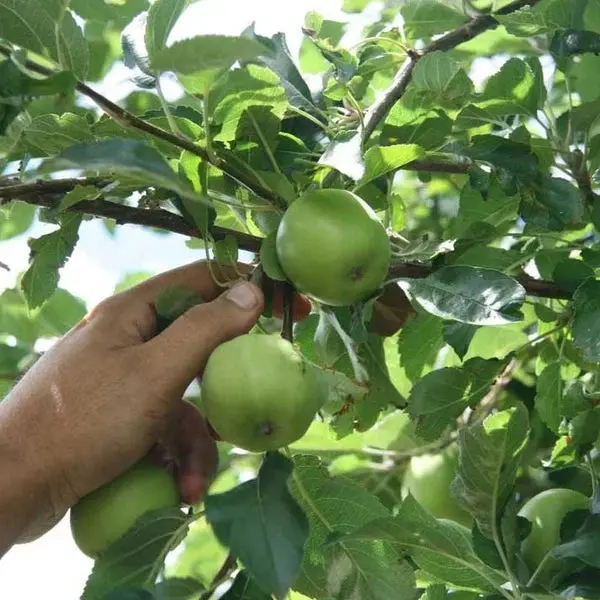 Apfelbaum 'Granny Smith' 2