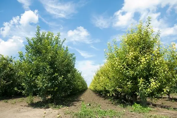 Apfelbaum 'Granny Smith'