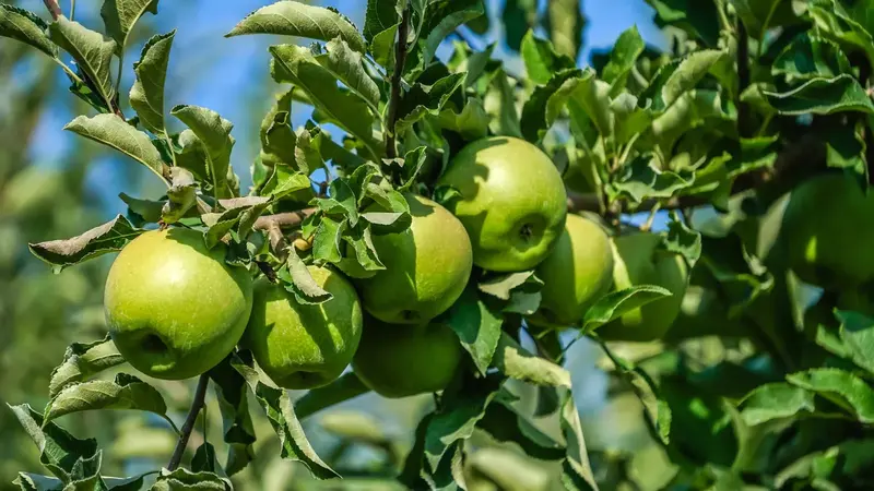 Apfelbaum 'Granny Smith'