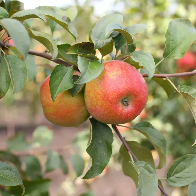 Apfelbaum 'Honeycrisp'