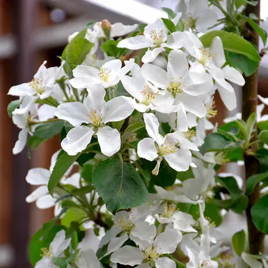 Apfelbaum 'Honeycrisp' 2