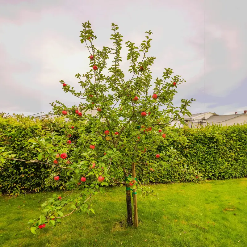Apfelbaum 'Honeycrisp'