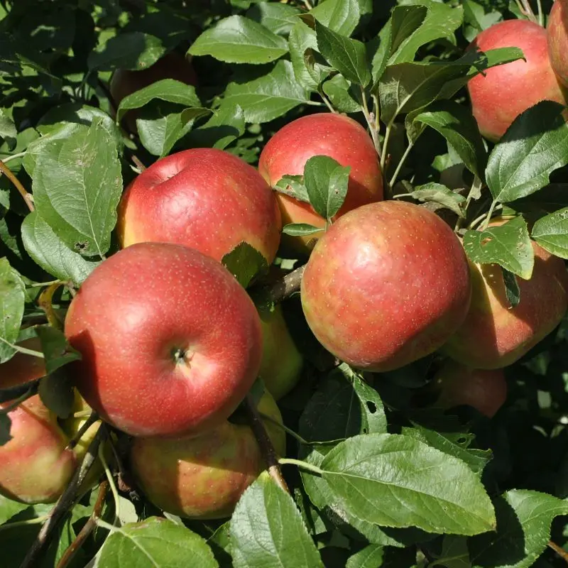 Apfelbaum 'Honeycrisp'