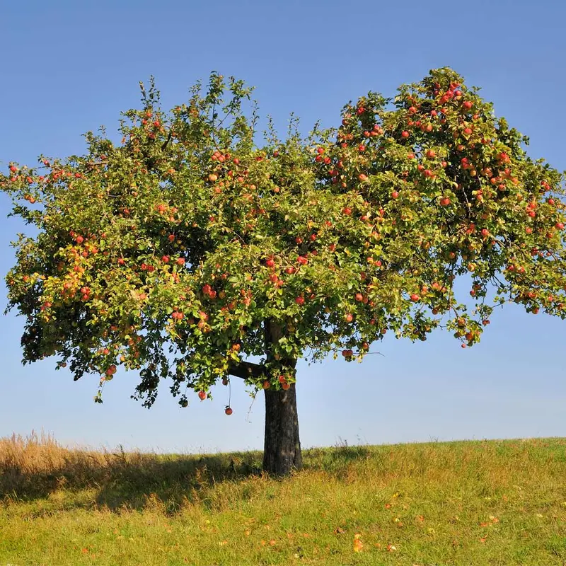 Apfelbaum 'Honeycrisp'