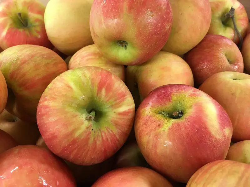Apfelbaum 'Honeycrisp'