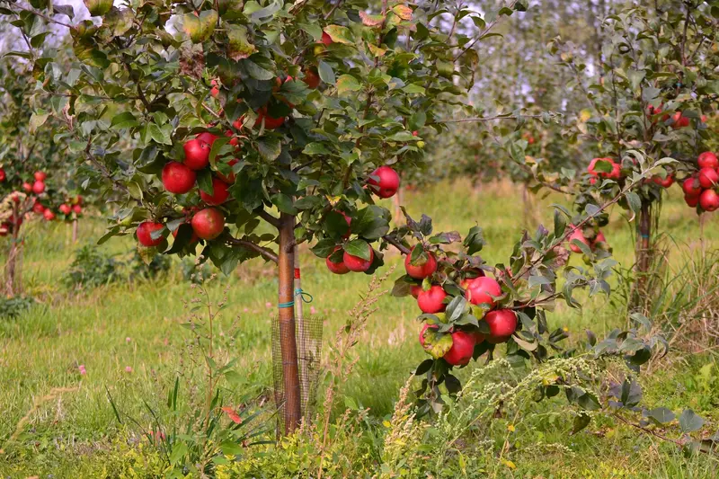 Apfelbaum 'Liberty'