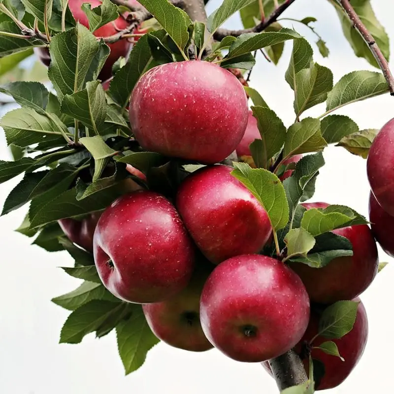 Apfelbaum 'Liberty' 2