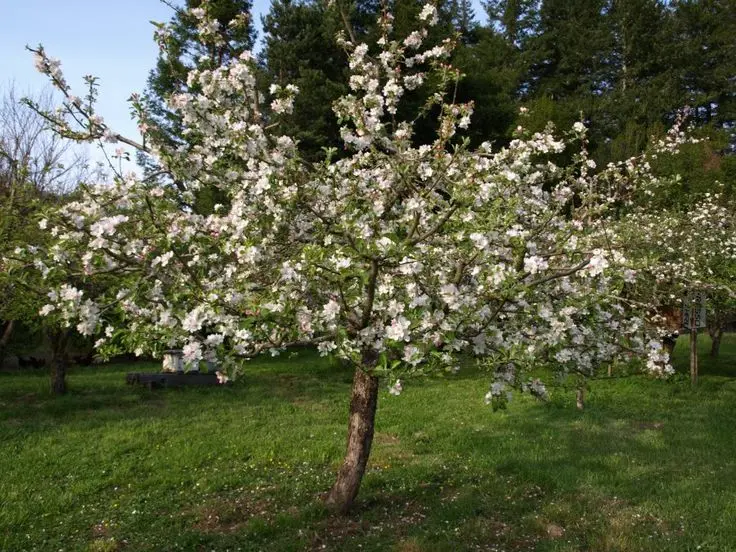 Apfelbaum 'Liberty'