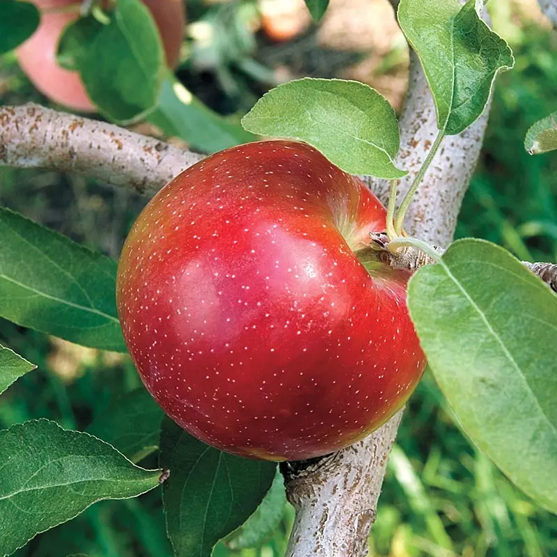 Apfelbaum 'Liberty'