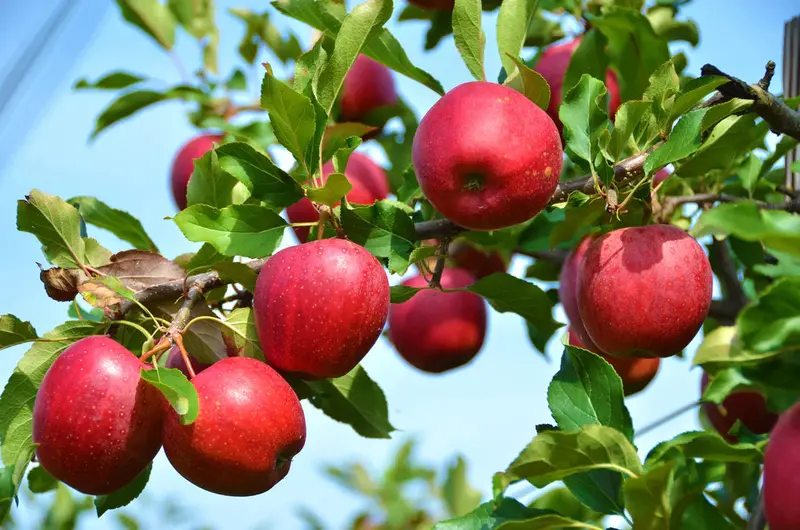 Apfelbaum 'Winesap'