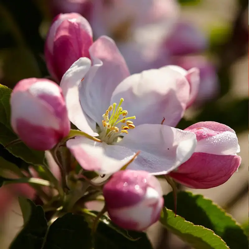 Apfelbaum 'Winesap' 2