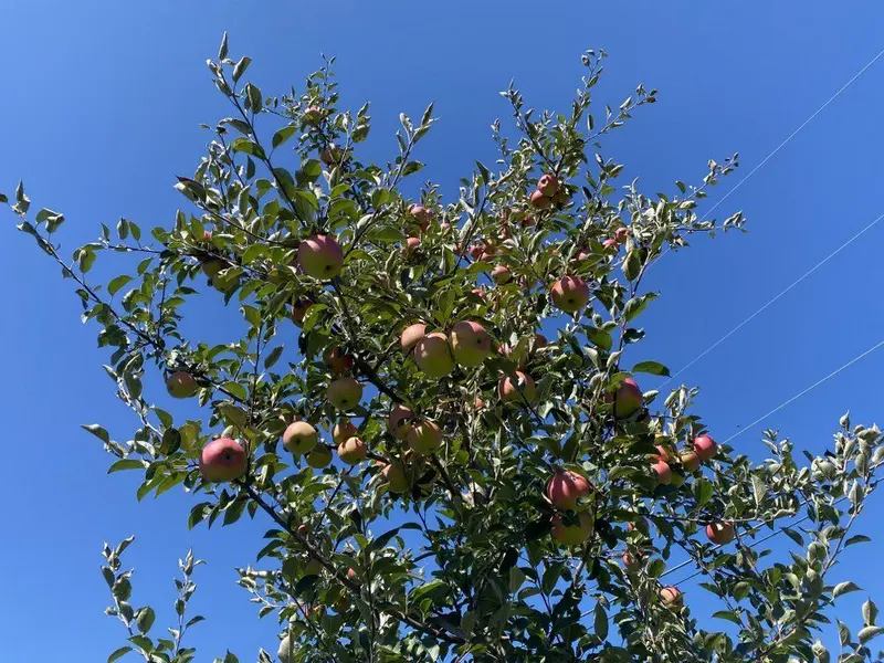 Apfelbaum 'Winesap'