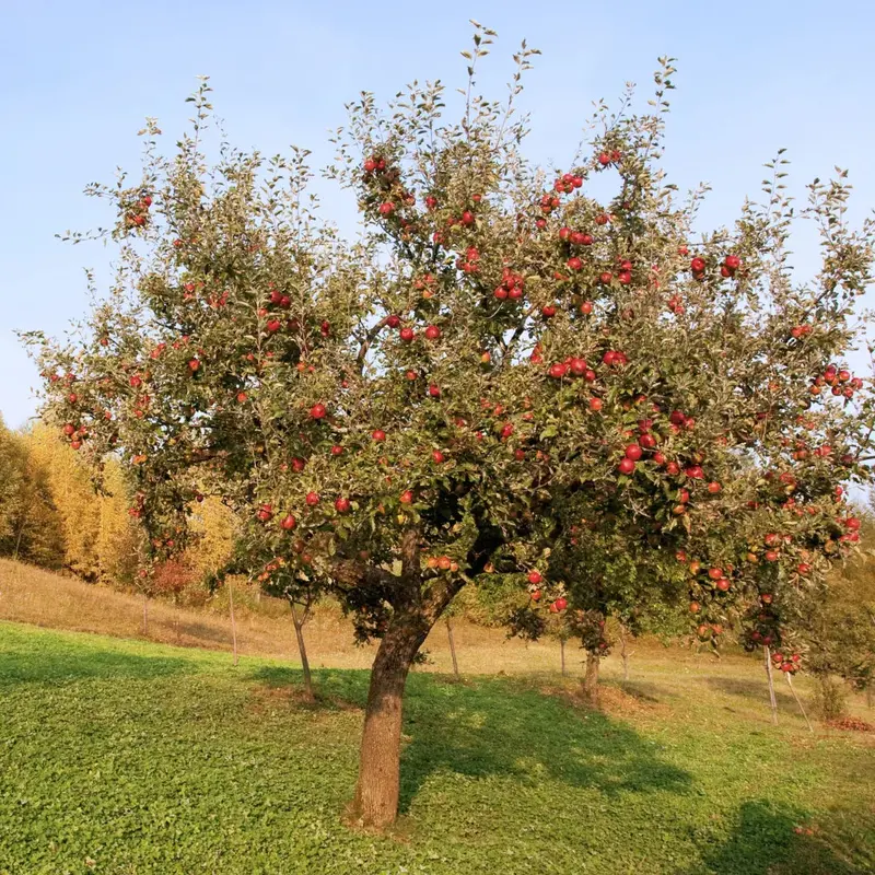 Apfelbaum 'Winesap'