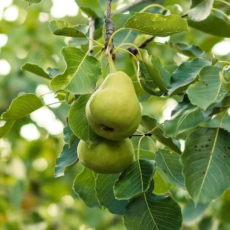 Birnbaum 'Anjou'