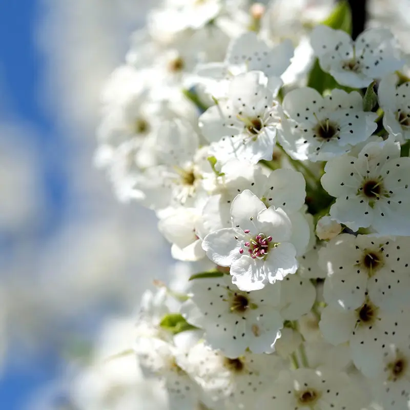 Birnbaum 'Anjou'