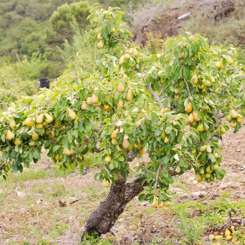 Birnbaum 'Anjou'