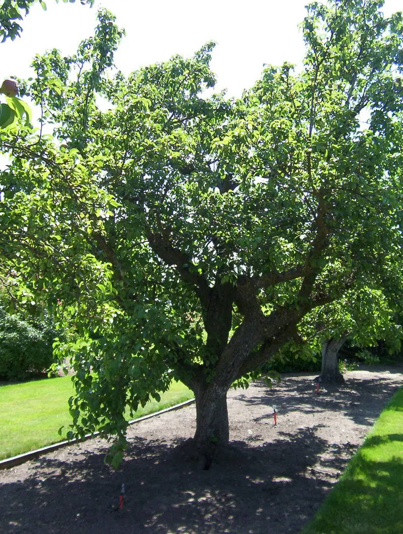 Birnbaum 'Comice'
