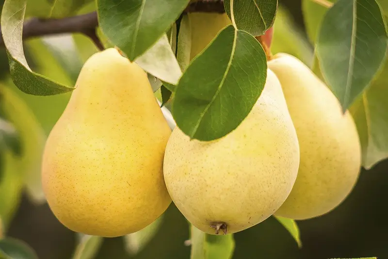 Birnbaum 'Kieffer'
