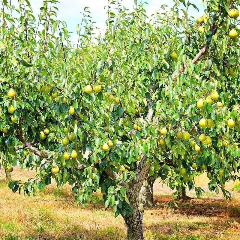 Birnbaum 'Kieffer' 2