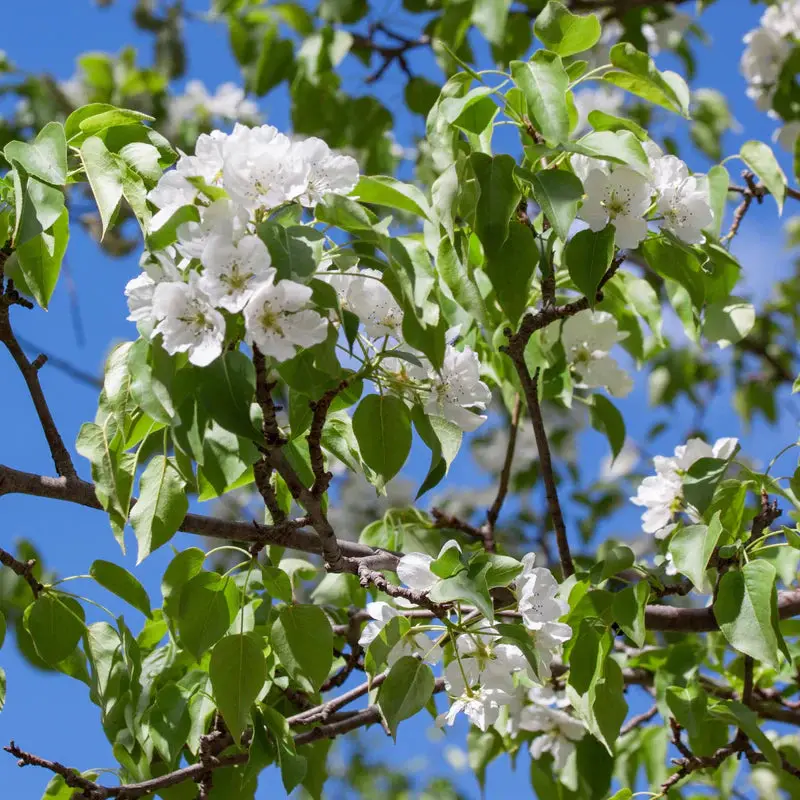 Birnbaum 'Kieffer'