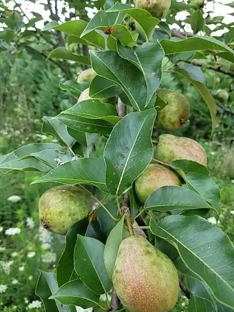 Birnbaum 'Kieffer'