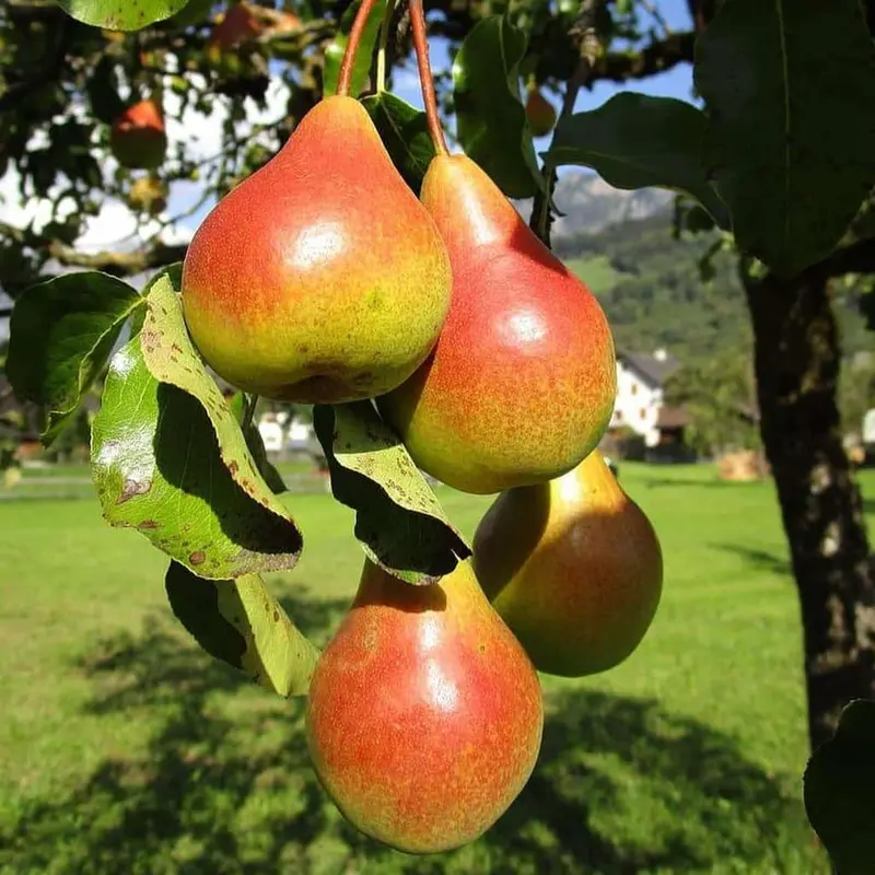 Birnbaum 'Moonglow'