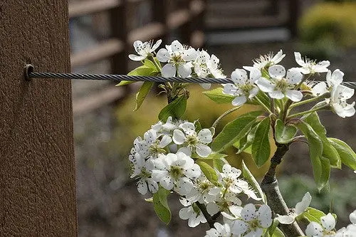 Birnbaum 'Moonglow'