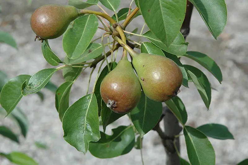 Birnbaum 'Moonglow'