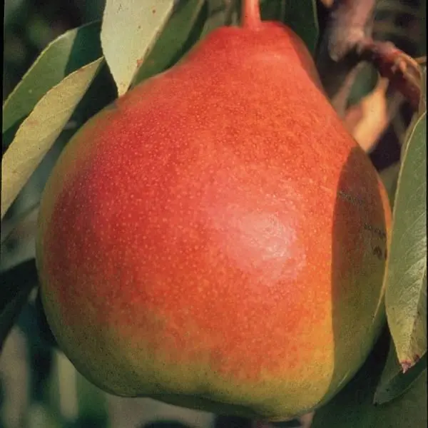 Birnbaum 'Moonglow'