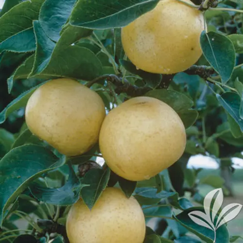 Birnbaum 'Orient'
