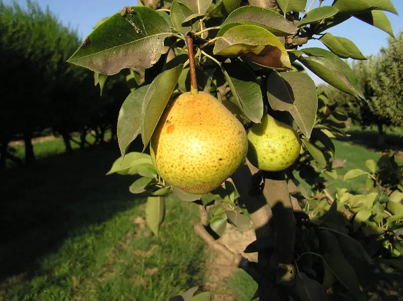 Birnbaum 'Orient' 2