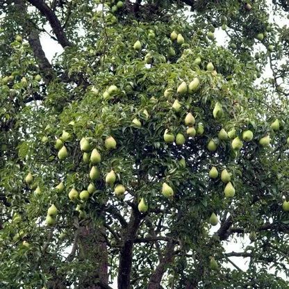 Birnbaum 'Orient'